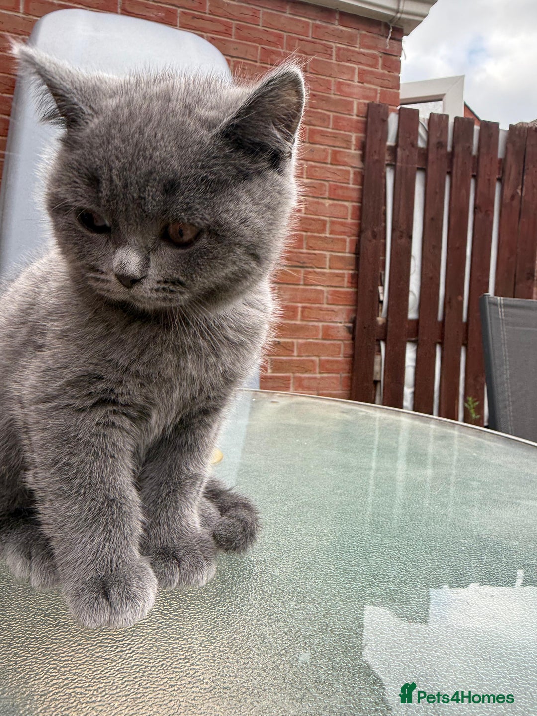British Shorthair cats for sale: British shorthair kittens  - Image 12