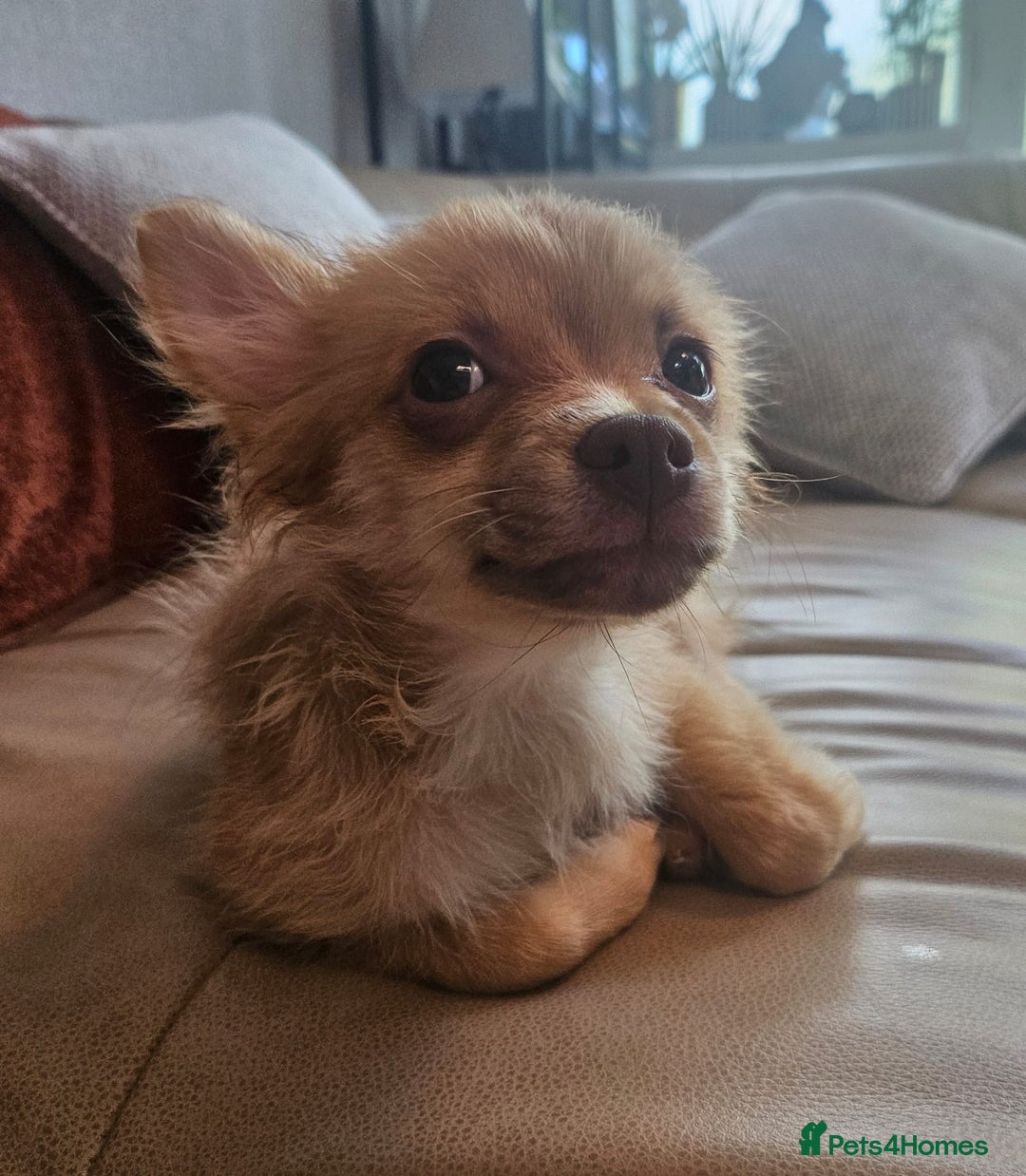 Pomchi dogs for sale: Very cute Pomchis - Image 3