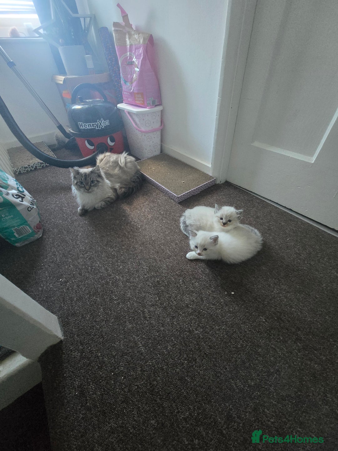 Ragdoll cats for sale: Beautiful Ragdol Kittens  - Advert 5