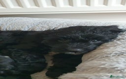 Australian Labradoodle dogs for sale: Health-tested Australian Labradoodle puppies - Image 34
