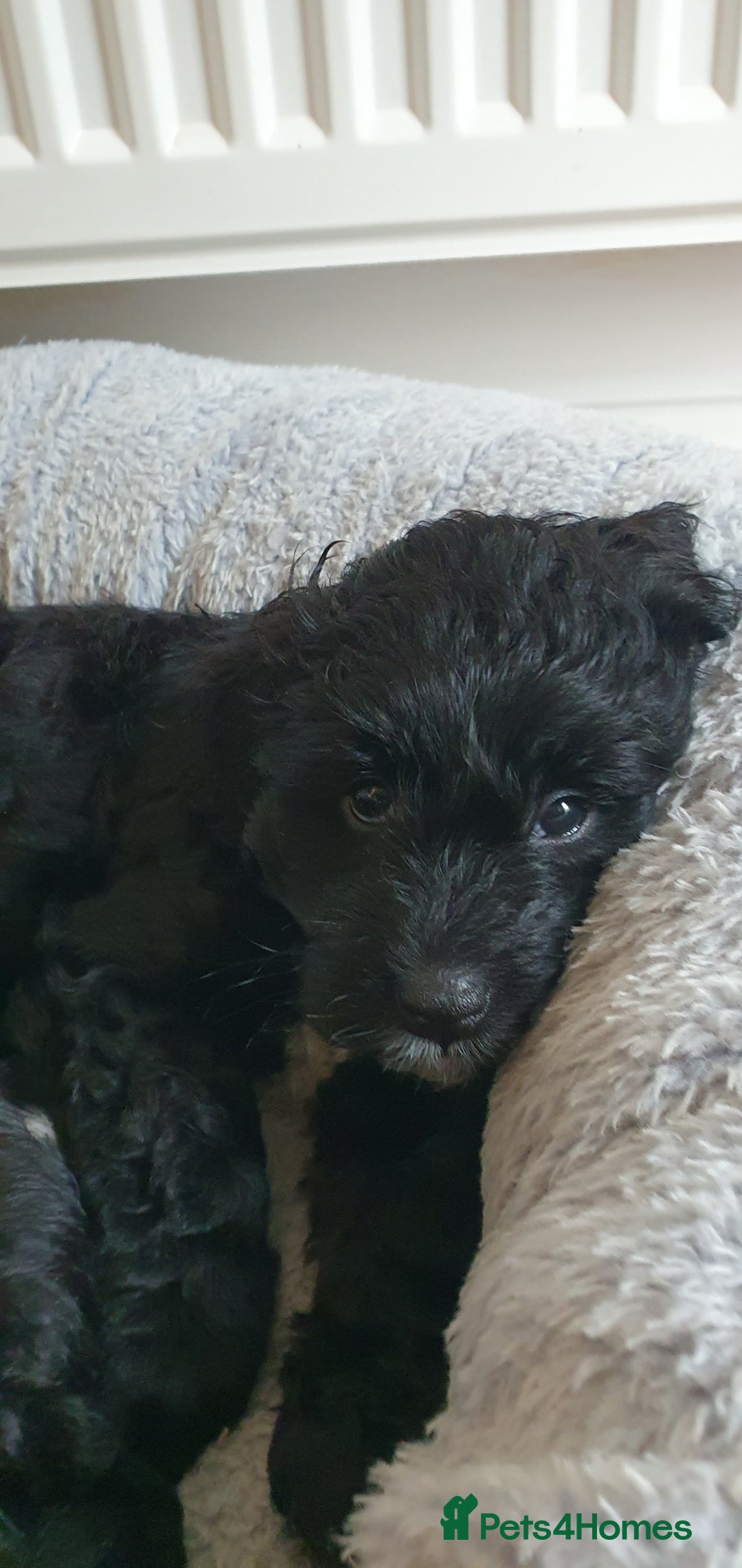 Australian Labradoodle dogs for sale: Health-tested Australian Labradoodle puppies - Image 34
