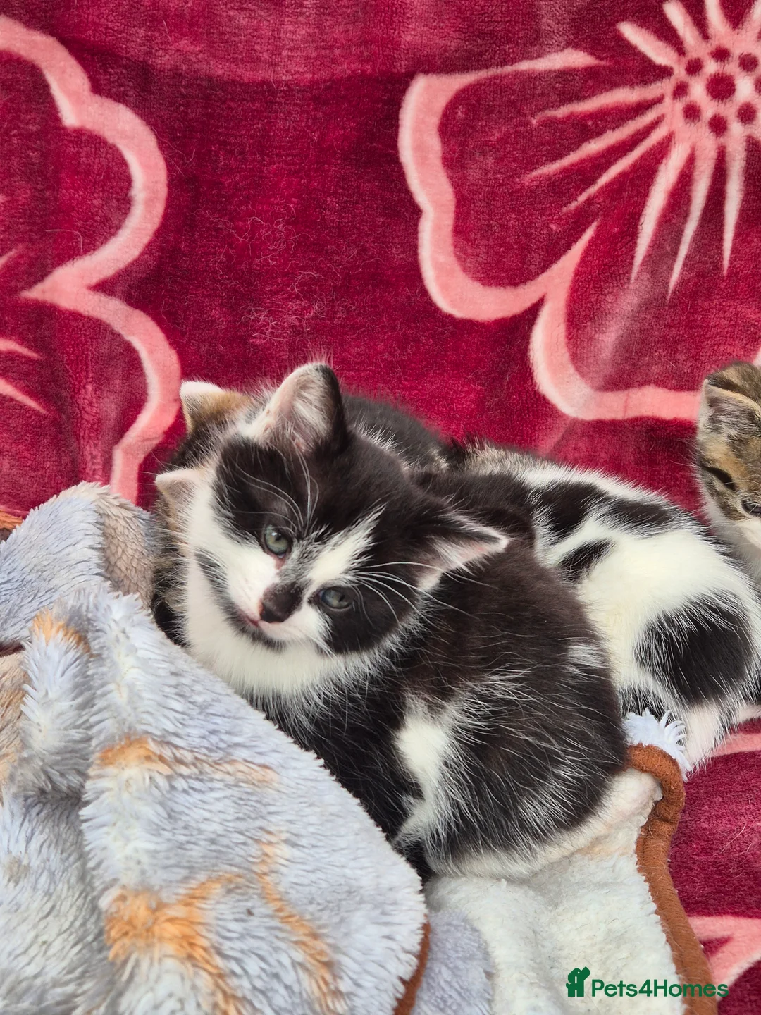 Mixed Breed cats for sale: 5 little kitten  - Advert 5