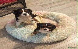 Cavalier King Charles Spaniel dogs for sale: Beautiful quality kc registered cavalier puppies  - Image 21