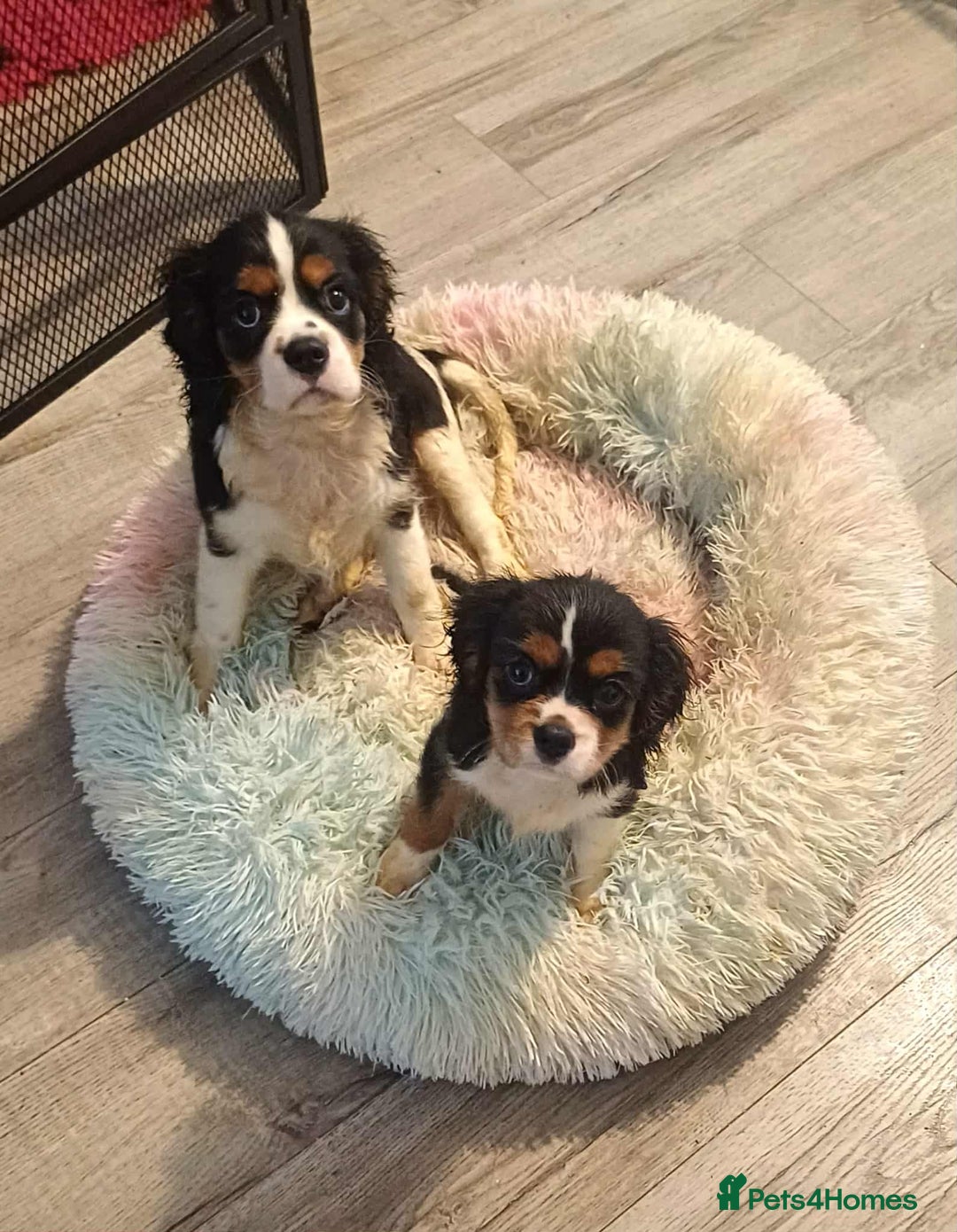 Cavalier King Charles Spaniel dogs for sale: Beautiful quality kc registered cavalier puppies  - Image 21