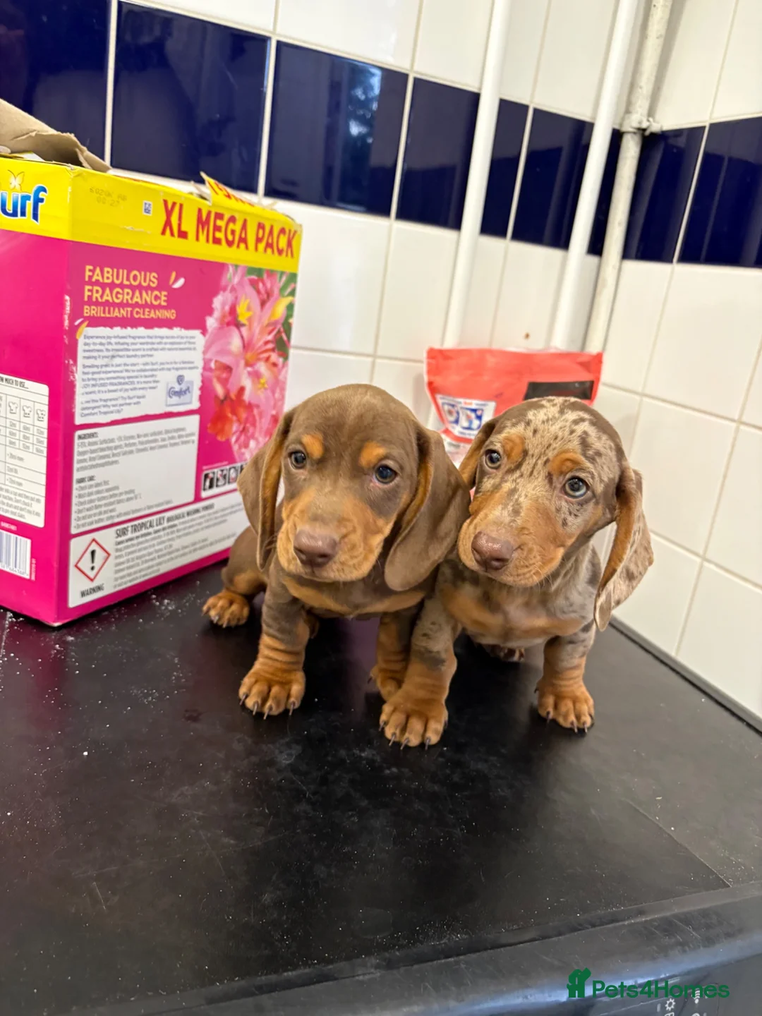 Dachshund dogs for sale: Beautiful miniature dachshund puppies for sale - Advert 2