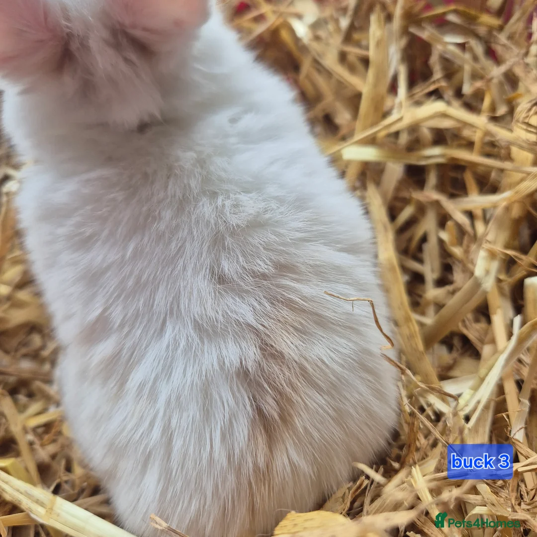 Mini Lop rabbits for sale: Beautiful mini lop x Rhinelander kits ready April - Advert 10