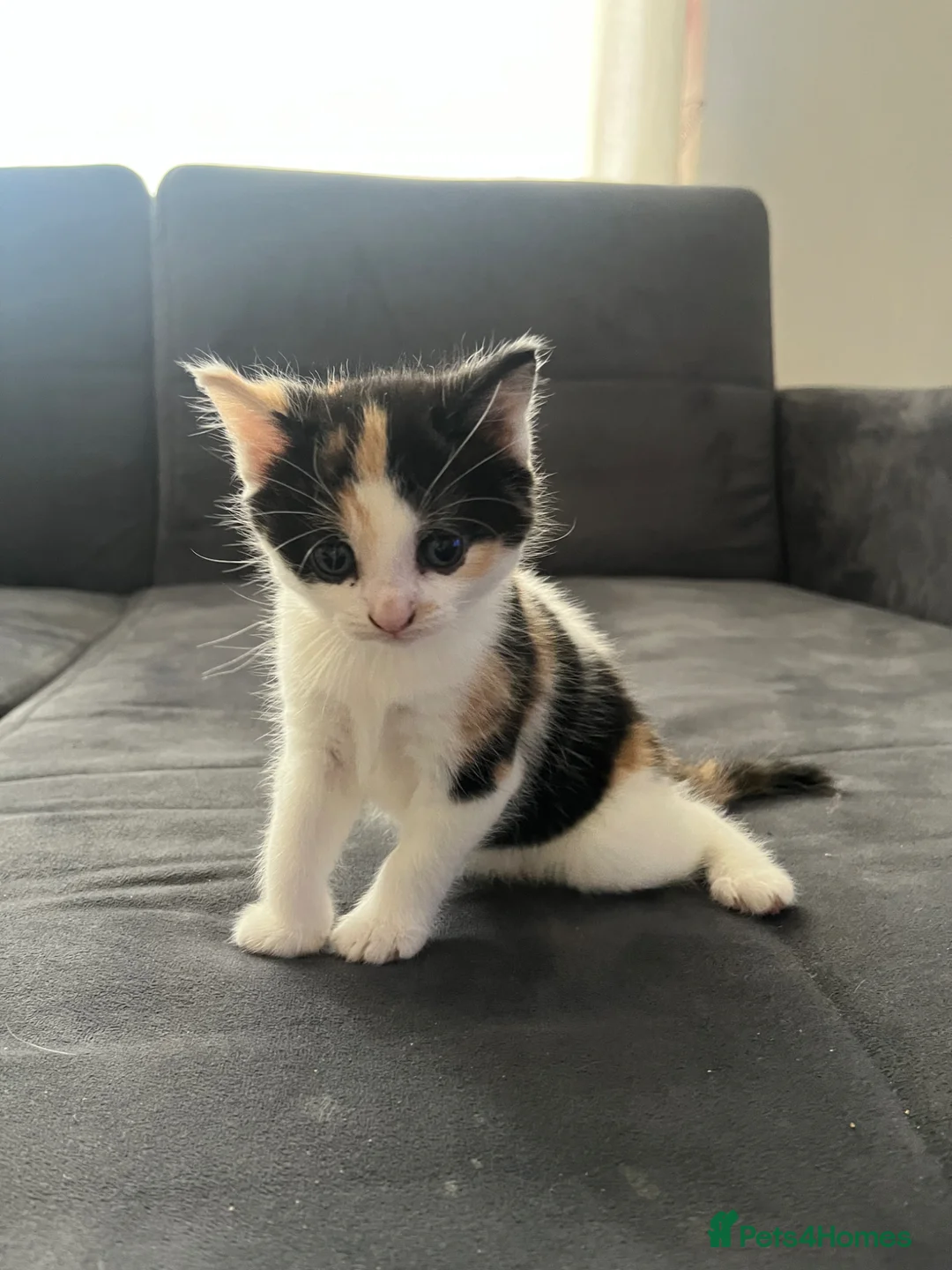Mixed Breed cats for sale: Adorable kittens  - Advert 9