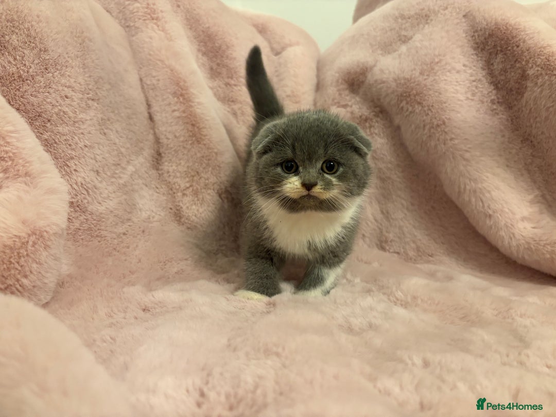 Scottish Fold cats for sale: Chunky Scottish fold kittens - Advert 1