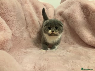 Scottish Fold cats Chunky Scottish fold kittens - Advert 5