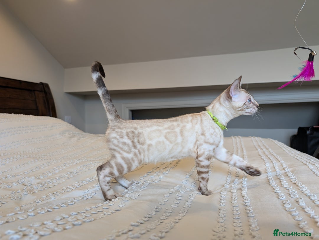 Bengal cats for sale: 🤍🖤🩶 Bengal Kittens 🩶🖤🤍 in Barnoldswick - Image 26