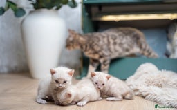 Bengal cats for sale: 3 Snow Bengal Boys-Gorgeous-TICA-Ready in November - Image 11