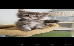 Maine Coon cats for sale: Full pedigree Maine Coon kittens for sale - Image 3