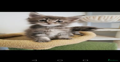 Maine Coon cats - Advert 5