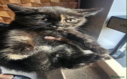 British Shorthair cats for sale: Glorious Pure BSH Kittens Ready Now! - Advert 16