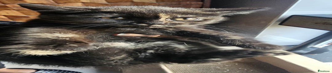 British Shorthair Kitten 3