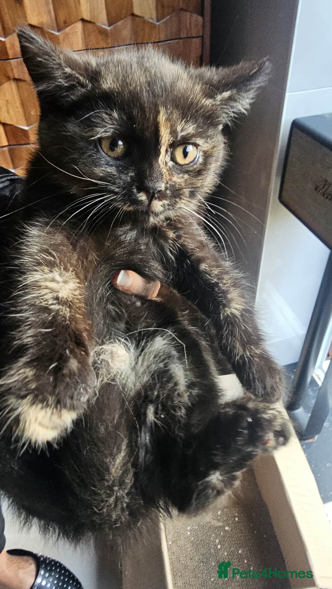 British Shorthair cats for sale: Glorious Pure BSH Kittens Ready Now! - Advert 16