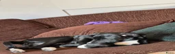 Mixed Breed dogs for sale: 5 month old puppy for sale  in Barrow-in-Furness - Advert 3