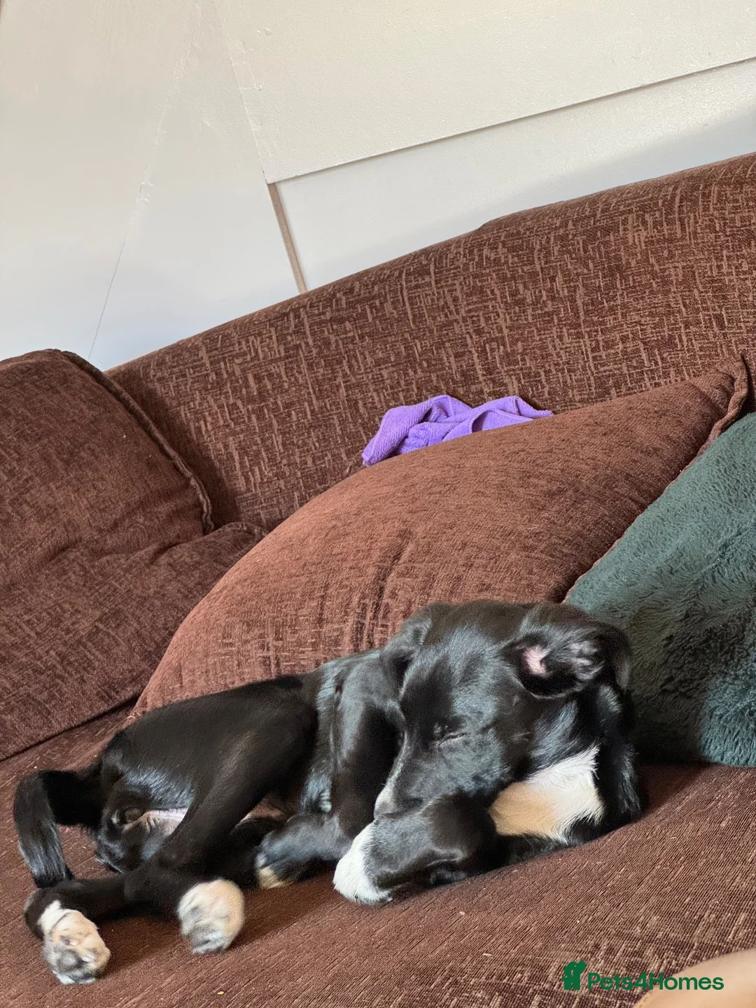 Mixed Breed dogs for sale: 5 month old puppy for sale  in Barrow-in-Furness - Advert 3