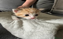 Mixed Breed cats for sale: Beautiful kittens  - Image 5