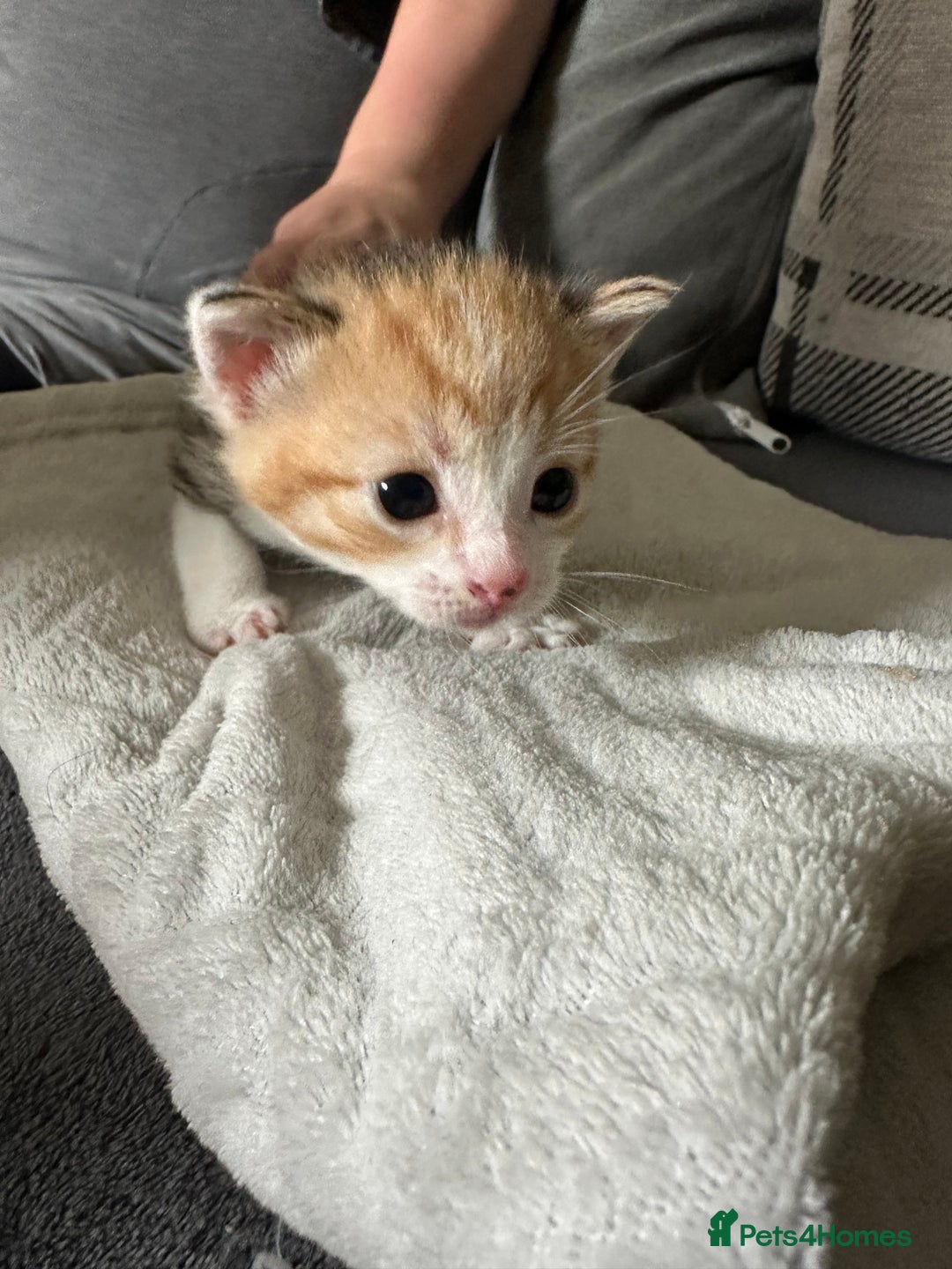 Mixed Breed cats for sale: Beautiful kittens  - Image 5