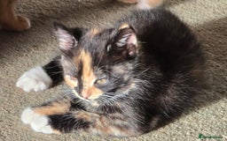Mixed Breed cats for sale: 4 calico girls for sale  - Image 2
