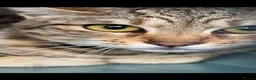 Bengal cats for sale: Bengal kitten London ready to leave  - Advert 8