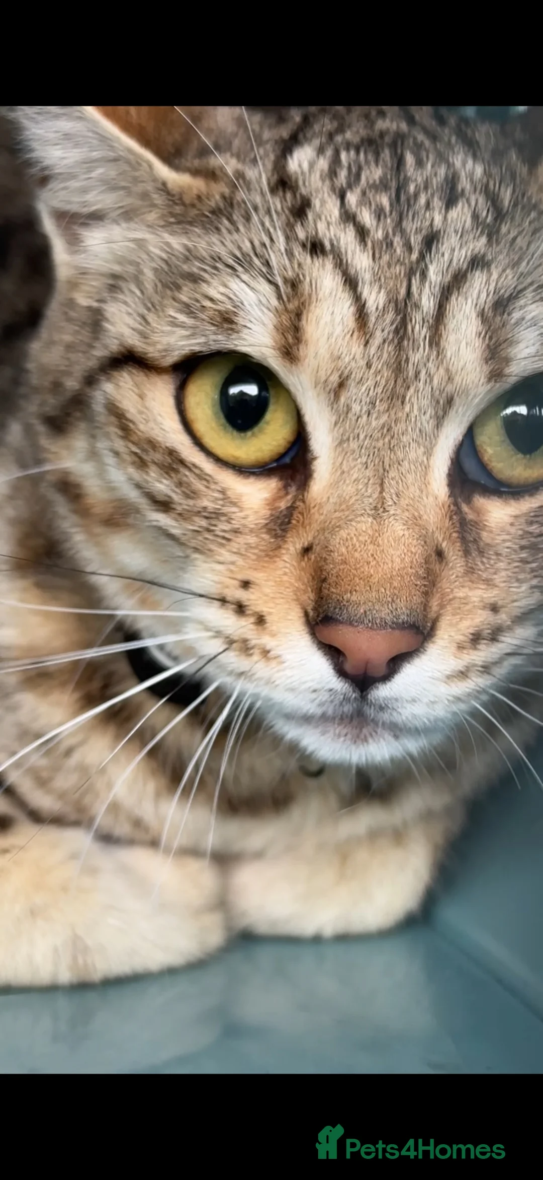 Bengal cats for sale: Bengal kitten London ready to leave  - Advert 8