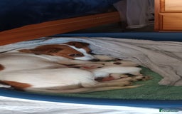 Jack Russell dogs for sale: Jack Russell Terriers - Image 5