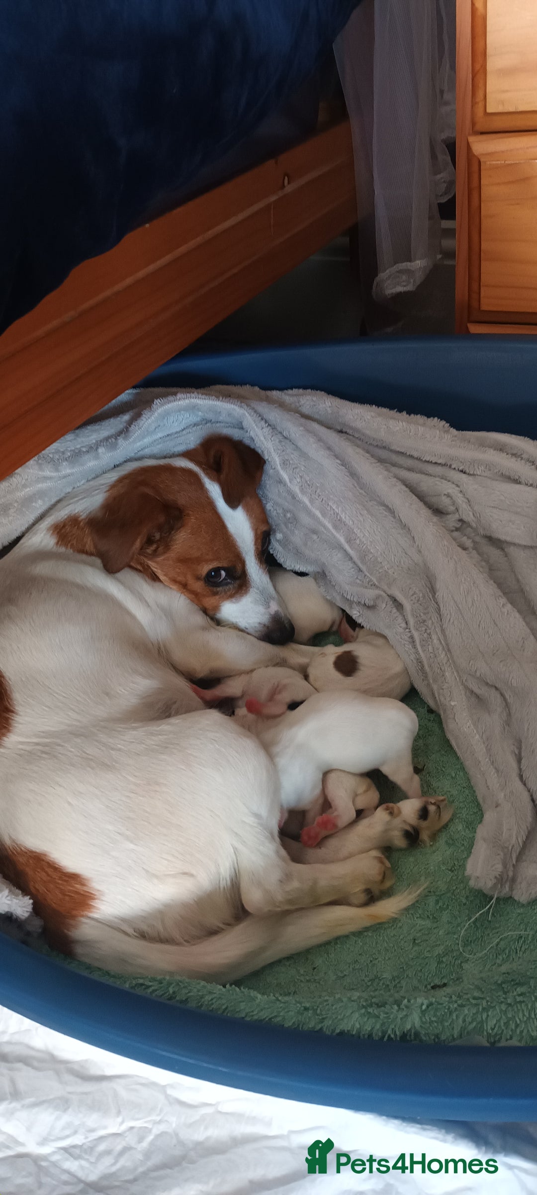 Jack Russell dogs for sale: Jack Russell Terriers - Image 5