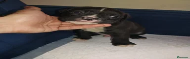Olde English Bulldogge 6
