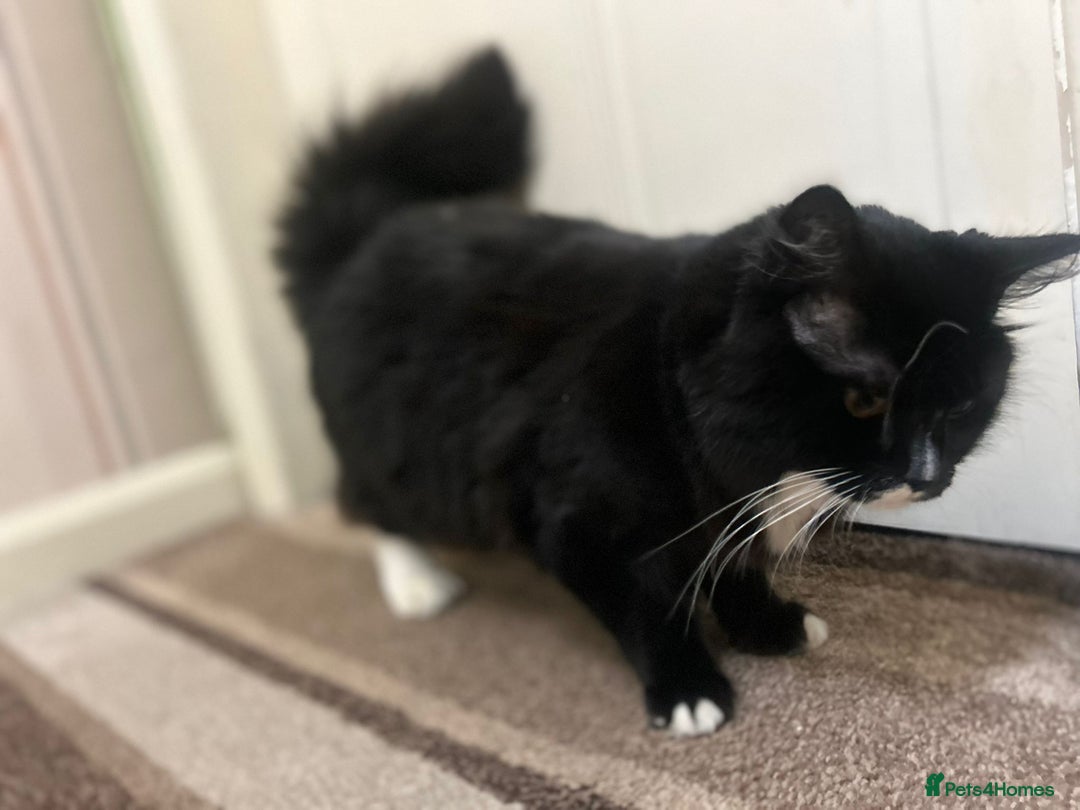 British Shorthair cats for sale: Ikraam - Advert 9