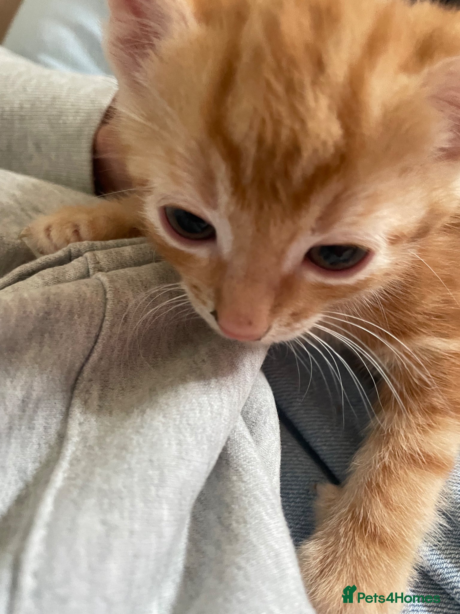 Domestic Shorthair cats for sale: 3 playful male kittens  - Advert 7
