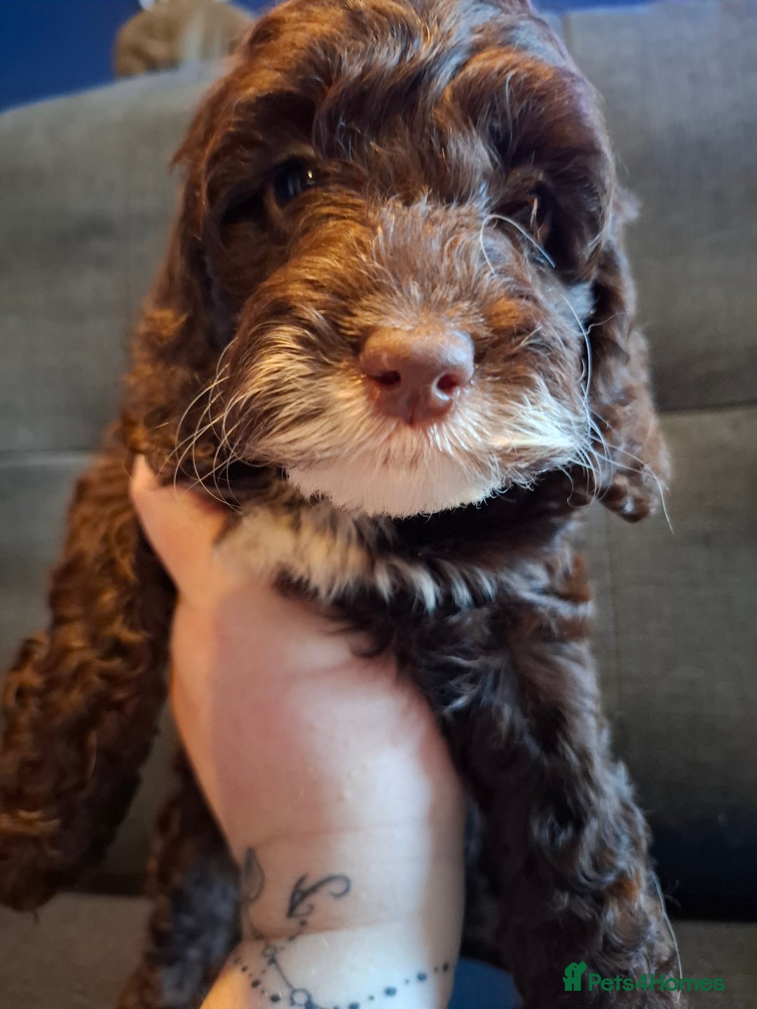 Cockapoo dogs for sale: F1b Health Tested Toy Cockapoo Puppies  - Advert 2