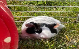 Guinea Pig rodents for sale: Guinea pig boys for sale  - Image 2