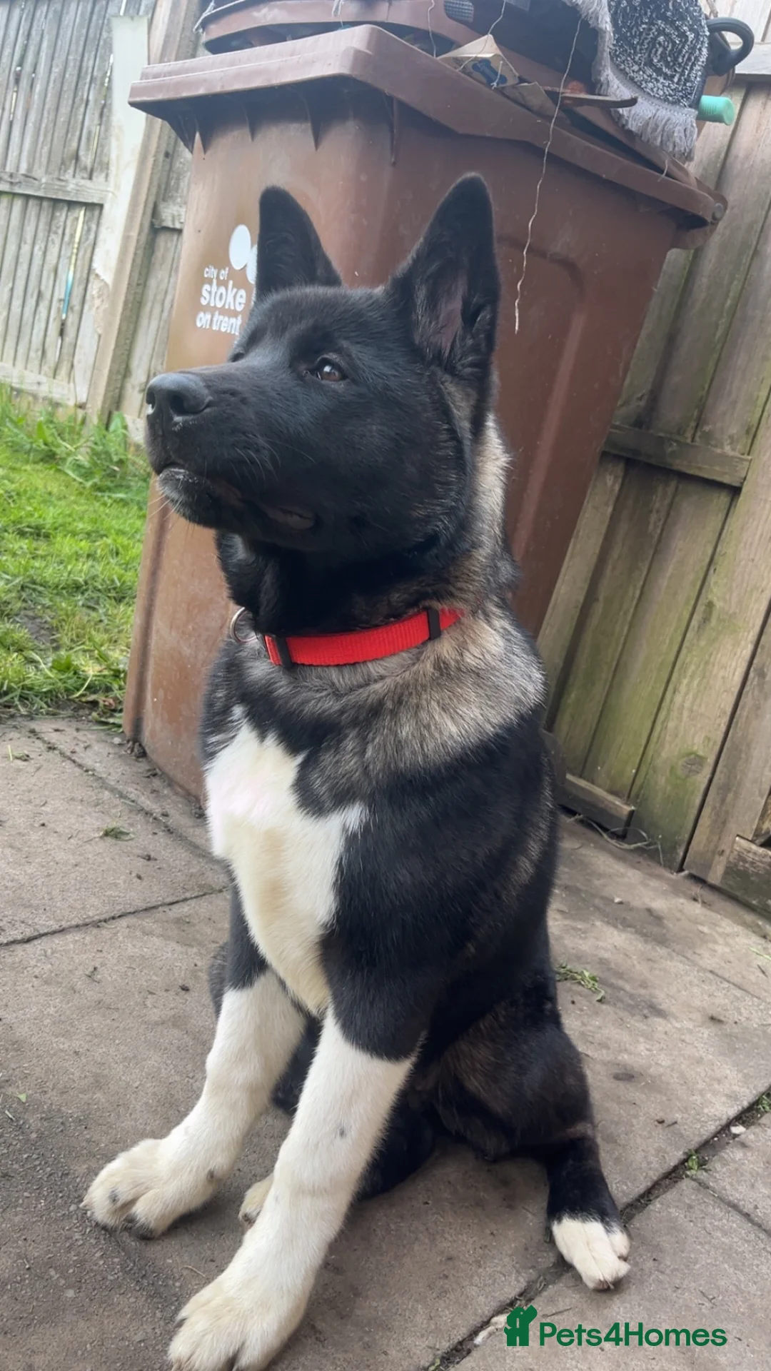 Akita dogs for sale: Lovelly american akita girl in Stoke-on-Trent - Advert 2