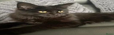 Maine Coon 1