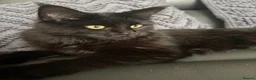Maine Coon cats for sale: Beautiful Maine Coons - Advert 6