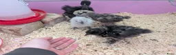 Chickens poultry for sale: 4x 5-6 week old Silkies looking for their home.  - Advert 2