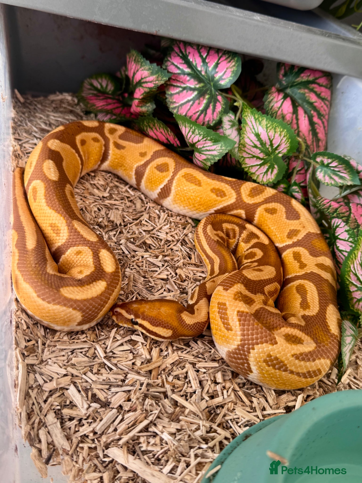 Python Snake reptiles 7 friendly Ball Royal Python sale - Advert 1