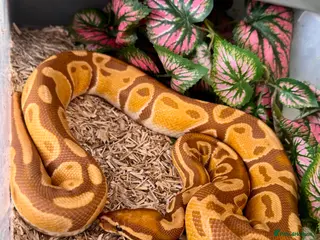 Python Snake reptiles 7 friendly Ball Royal Python sale - Advert 1