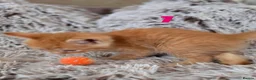 Mixed Breed cats for sale: Semi and long haired from Ragdoll mix Ginger White - Advert 6
