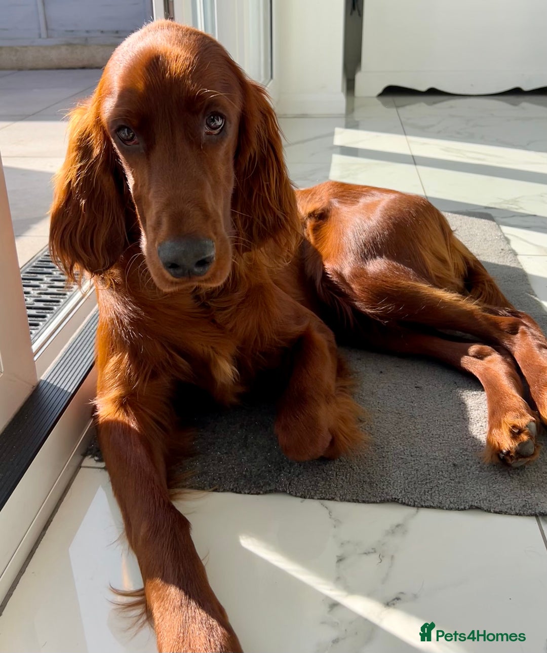 Irish Setter dogs for stud: Beautiful Irish Setter available for stud - Image 8