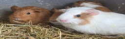 Guinea Pig rodents for sale: Gorgeous baby guinea pigs  - Advert 8
