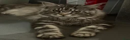 Maine Coon cats for sale: Stunning active male Maine coon  - Advert 5