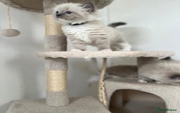 Ragdoll cats for sale: Meet Special Joy - Image 9