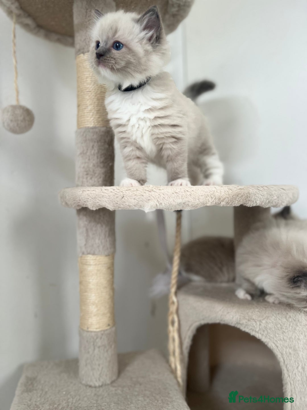 Ragdoll cats for sale: Meet Special Joy - Image 9