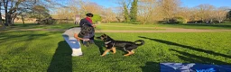German Shepherd dogs for sale: German Shepherd puppy  in Harrow - Advert 2