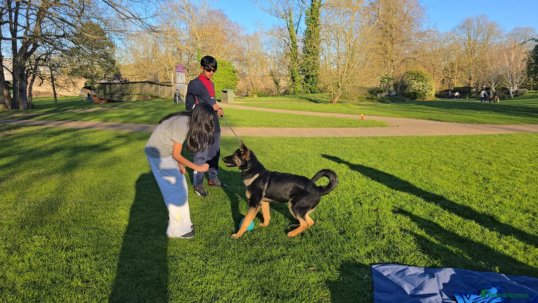 German Shepherd dogs for sale: German Shepherd puppy  in Harrow - Advert 2