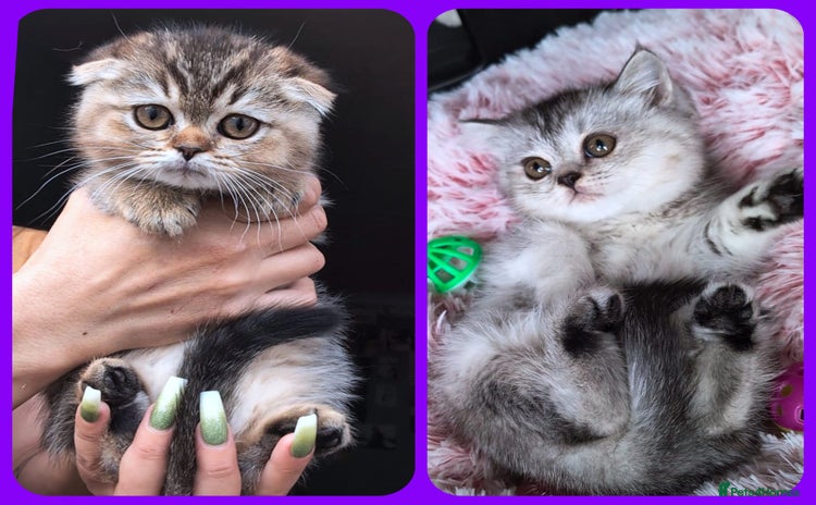 Scottish Fold cats - Advert 4