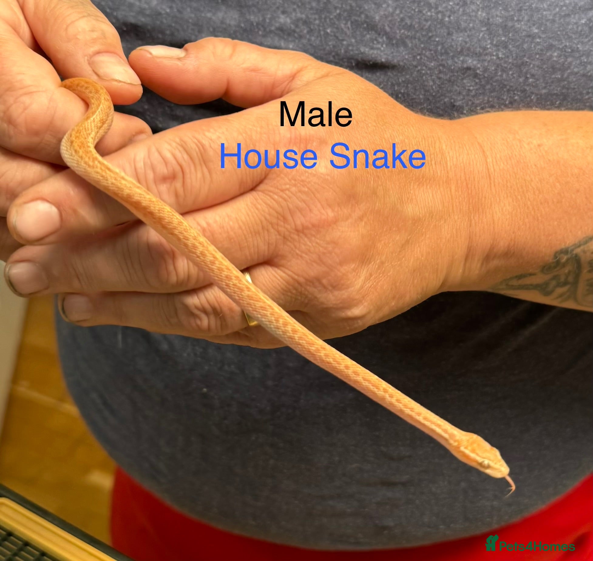 Snake reptiles Mixed Snakes - Advert 2